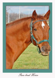 20111022 623 1c1 SERIES - Horse.jpg