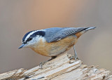 20111027 071 Red-breasted Nuthatch.jpg
