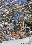 20111229 331 SERIES - White-tailed Deero.jpg