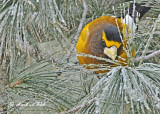 20120126 1035 Evening Grosbeak.jpg
