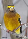 20120126 877 SERIES - Evening Grosbeak.jpg