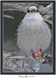 20120126 1438 1r1 Gray Jay.jpg