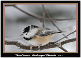 20120126 1459 1r1 Black-capped Chickadee.jpg