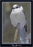 20120126 1133 1r1 Gray Jay.jpg