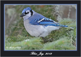 20120126 1253 1r1 Blue Jay.jpg