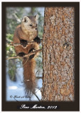 20120208 - 1 454 SERIES - Pine Marten.jpg