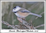 20120126 1302 SERIES - Black-capped Chickadee.jpg