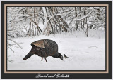 20120130 320 1r1a Wild Turkey & Chickadee.jpg