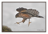20120222 014 SERIES - Sharp-shinned Hawk.jpg