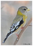 20120208 - 2 597 SERIES - Evening Grosbeak.jpg