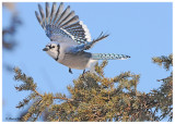 20120204 136 Blue Jay.jpg
