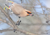 20120201 986 SERIES - Bohemian Waxwing.jpg