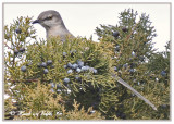 20120217 053 1c1 Northern Mockingbird.jpg