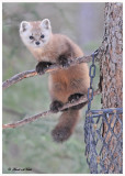 20120208 - 1 194 SERIES - Pine Marten.jpg