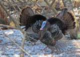 20120309 216 Wild Tuirkeys.jpg