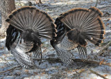 20120309 239 Wild Turkeys.jpg