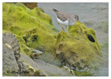 20120322 Mexico 354 Spotted Sandpiper.jpg