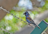 20120322 Mexico 303 302-2 Blue Grosbeak .jpg