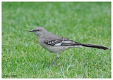 20120322 Mexico 273 Northern Mockingbird.jpg