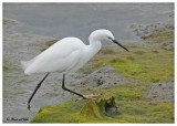 20120322 Mexico 505 SERIES - Snowy Egret .jpg