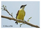 20120322 Mexico 918 Great Kiskadee HP.jpg