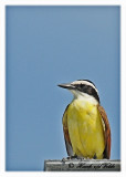 20120322 Mexico 686 Great Kiskadee.jpg