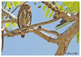 20120322 Mexico 715 Ferruginous Pygmy Owl.jpg