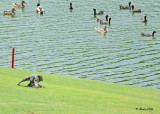 20120322 Mexico 1053 SERIES - Peregrine Falcon & Am Coot HP.jpg