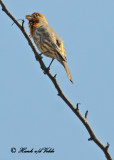 20120322 Mexico 020 House Finch, Yellow Variant.jpg