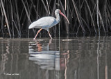 20120322 Mexico 1549 SERIES - White Ibis.jpg