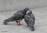 20120322 196 SERIES - Pigeons.jpg