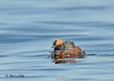 20120505-1 017 SERIES - Horned Grebe.jpg