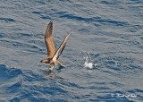 20120326 403 Brown Booby.jpg