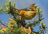 20120511-1 564 SERIES - Baltimore Oriole.jpg