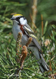 20120517 692 Chestnut-sided Warbler.jpg