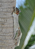 20120322 Mexico 832 Mexican Gray Squirrel - Huatulca, Mex.jpg