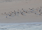 20120324 034 Black Skimmers & Laughing Gulls.jpg
