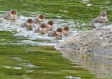 20120604 159 SERIES - Hooded Mergansers.jpg