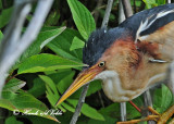 20120620 421 1r1 Least Bittern.jpg