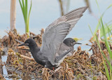 20120620 348 Black Terns.jpg