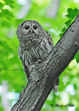 20120620 594 Barred Owl.jpg