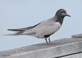 20120620 295 SERIES - Black Tern.jpg