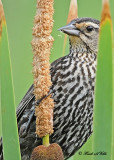 20120620 508 1c1 Red-winged Blackbird.jpg