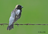 20120605 1329 Bobolink.jpg