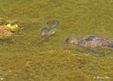 20120702 584 SERIES - Hooded Mergansers.jpg