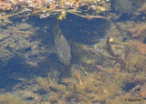 20120702 261 SERIES - Fish.jpg