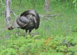 20120604 264 Wild Turkey.jpg