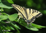 20120607 558 SERIES - Tiger Swallowtail.jpg