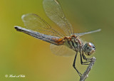 20120720 325 SERIES - Blue Dasher HP.jpg