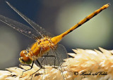 20120712 - 1 462 1c1 White-faced Meadowhawk.jpg